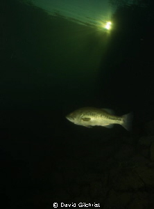 Lone Bass, in local quarry. by David Gilchrist 